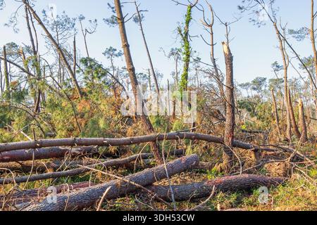 Fallen tree trunks in a storm damaged forest Stock Photo