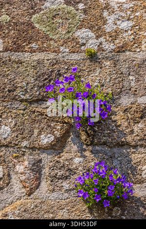 Wall bellflowers growing on a walled stone wall Stock Photo