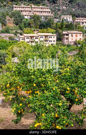 Lemons in an orchard by a village on Mallorca Stock Photo