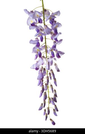 Small branch of Wisteria flowers isolated on white background. Stock Photo
