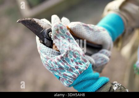 A close-up of a gardener's hands wearing patterned gloves and holding pruning shears, ready for work in an urban garden. The focus is on tool and glov Stock Photo
