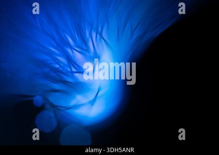 Abstract image featuring blue fiber optics gently glowing and contrasting against a dark background. The ethereal light creates a calming and futurist Stock Photo