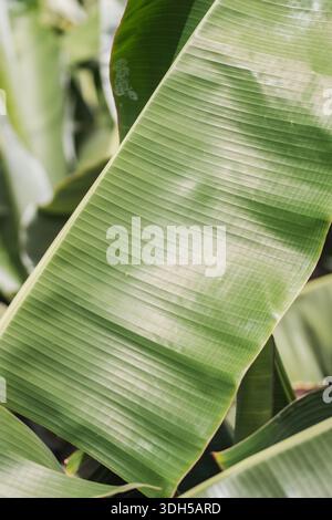A detailed close-up view of a vibrant green banana plant leaf, showcasing its textures and patterns. The leaf glistens under sunlight, highlighting it Stock Photo