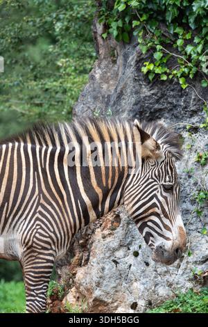 A majestic zebra stands gracefully with its distinct black and white stripes in front of a rocky background, embodying the essence of African wildlife Stock Photo