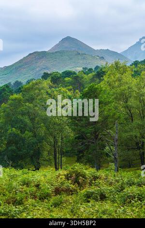 A serene forest landscape captures the vibrant greenery of spring. Tall trees and lush ferns cover the earth, with gentle mountains rising in the back Stock Photo