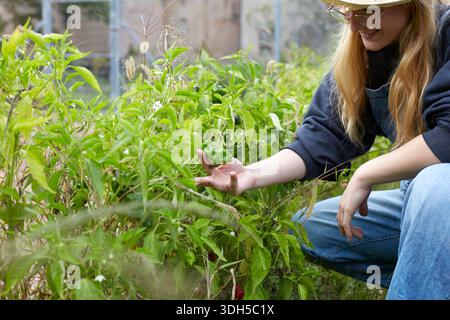 A woman wearing casual clothes and a hat crouches in a lush garden, gently harvesting fresh green peppers. Sunlight filters through the plants, creati Stock Photo