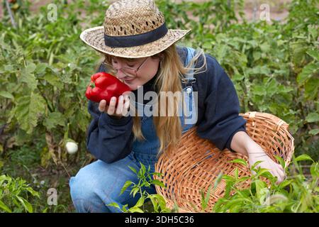 A woman in overalls and a straw hat admires a freshly picked red pepper from her garden, surrounded by lush, green plants under a clear blue sky, enjo Stock Photo