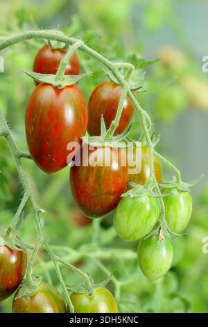 Tomato plant 'Shimmer'. Solanum lycopersicum Shimmer F1 cordon tomato on the vine. Almond shaped, sweet tomatoes with red and green striped skin. Stock Photo