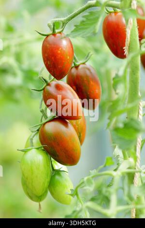 Tomato plant 'Shimmer'. Solanum lycopersicum Shimmer F1 cordon tomato on the vine. Almond shaped, sweet tomatoes with red and green striped skin. Stock Photo