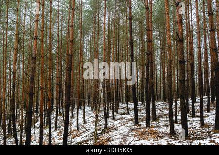 Dense Pine Forest with Tall Tree Trunks in Winter Landscape Stock Photo