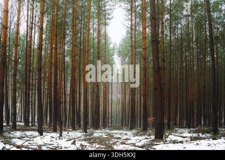 Dense Pine Forest with Tall Tree Trunks in Winter Landscape Stock Photo