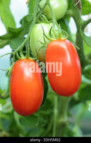 Tomato Roma, a plum tomato variety with few seeds, growing on the vine. Solanum lycopersicum. Stock Photo