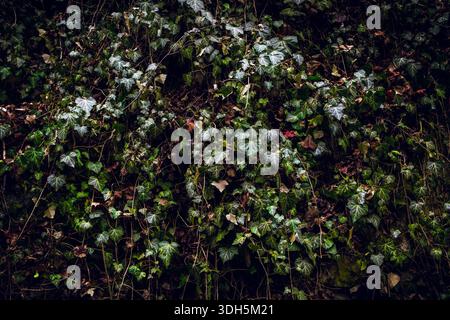 Green Ivy Covering a Dark Forest Wall in Natural Pattern Stock Photo