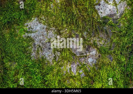 Rock Wall Texture with Moss and Natural Weathered Stone Surface Stock Photo