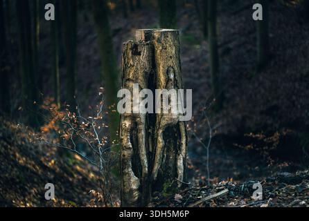 Tree Trunks Growing in a Natural Forest Environment Stock Photo