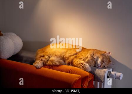 Old ginger longhair cat sleeping contentedly on a warm radiator by the wall, soaking up winter heat and soft light for a cozy, peaceful indoor nap at home Stock Photo