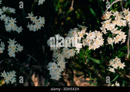 Narcissus Tazetta white and yellow daffodils. High quality photo Stock Photo