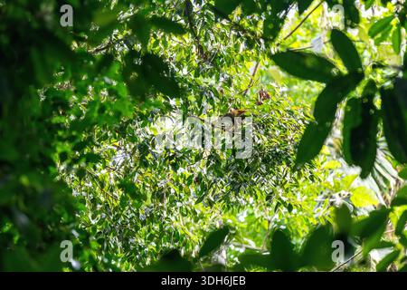 Squirrel Monkey (Saimiri) looking for food, Yasuni national park, Amazon rainforest, Ecuador. Stock Photo
