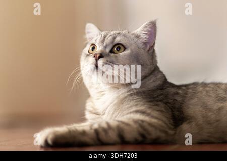 Blue tabby British Shorthair cat with orange eyes, grey cat relaxing on the floor of the house, handsome young cat posing and looking sideways. Stock Photo