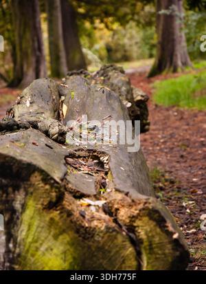 Cut down tree trunk overgrown with moss lying for a long time in the forest. Selective focus and shallow depth of field. Stock Photo