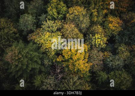 A striking aerial perspective reveals a dense, green forest canopy punctuated by vibrant yellow blossoms. The image showcases the textured layers of t Stock Photo
