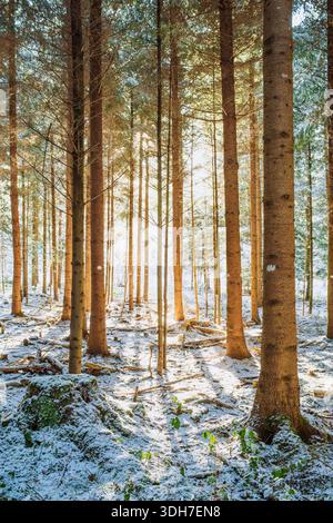 Setting sunlight beaming through a snowy forest scene. Wide angle view, backlit, no people, fresh snow cover Stock Photo