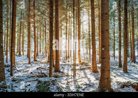 Setting sunlight beaming through a snowy forest scene. Wide angle view, backlit, no people, fresh snow cover Stock Photo