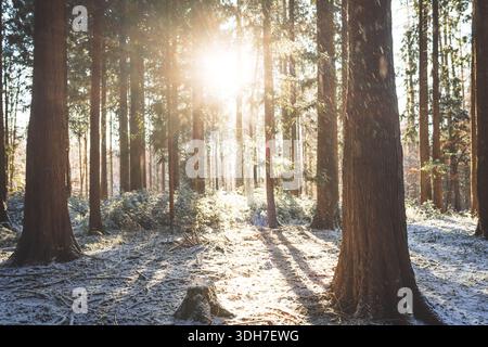 Setting sunlight beaming through a snowy forest scene. Wide angle view, backlit, no people, fresh snow cover Stock Photo