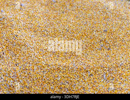 Corn grain texture background with yellow kernels. Agriculture harvest and animal feed concept. Stock Photo