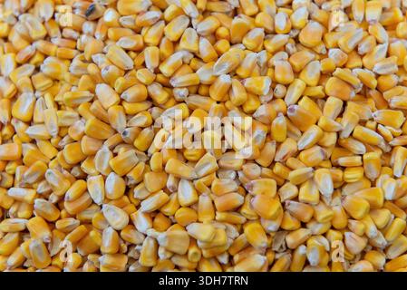 Full frame close up of yellow corn kernels. Grain texture for agriculture, harvest and animal feed background. Stock Photo