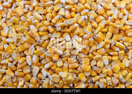 Close up background of yellow corn kernels. Maize grain texture for agriculture, harvest and animal feed concept. Stock Photo