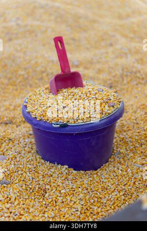 Plastic bucket filled with yellow corn kernels and a scoop. Close up of grain harvest, farming and animal feed background. Stock Photo