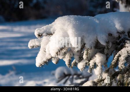 Close-up of a pine or spruce branch blanketed in snow against a clear blue sky. The brilliant winter sunshine creates a vivid contrast between the gre Stock Photo