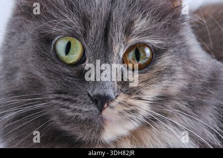 Portrait gray cat with surprised green eyes closeup Stock Photo