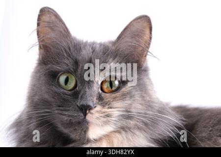 Portrait grey cat with multicolored eyes on white background Stock Photo