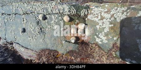 Periwinkle shells and barnacles clinging to rough intertidal rocks, showing marine life on the coast Stock Photo