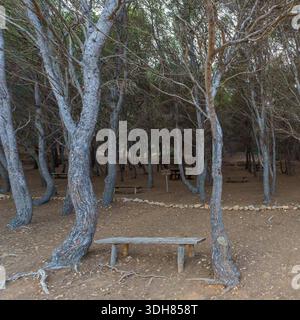 A quiet, atmospheric view of a pine forest near Cala Minnola, Levanzo, featuring distinctive pale, silvery tree trunks and a rustic wooden bench, crea Stock Photo