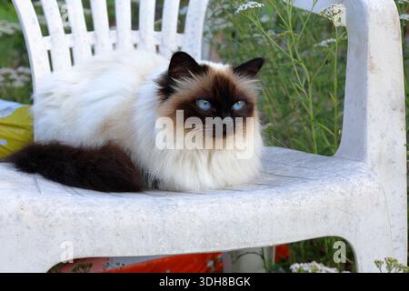 Birman cat with clear blue eyes. relaxing on white chair. Outside photo one summer day in Sweden. Stock Photo