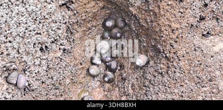 Periwinkle sea snails are clustering in a rock pool next to barnacles Stock Photo