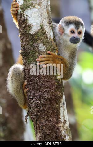 Close up of a Central American Squirrel Monkey on a tree in Costa Rica Stock Photo