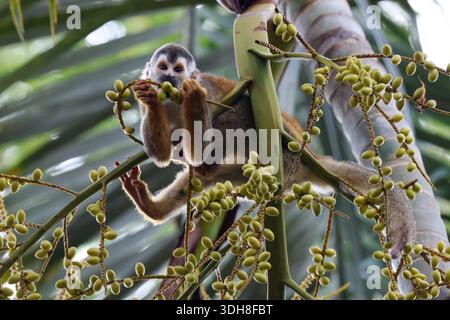 Central American Squirrel Monkey perched on branch eating seeds  in Costa Rica Stock Photo