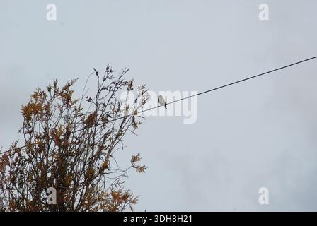 Pássaro pequeno pousado em cabos elétricos contra céu Stock Photo