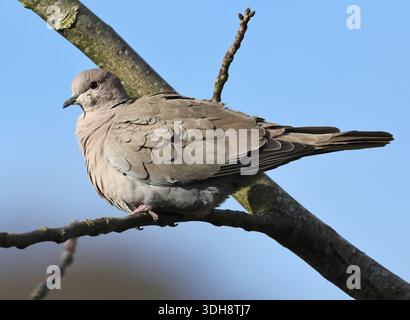 A Collared Dove (Streptopelia decaocto) in a Walnut Tree in Winchcombe Gloucestershire Stock Photo