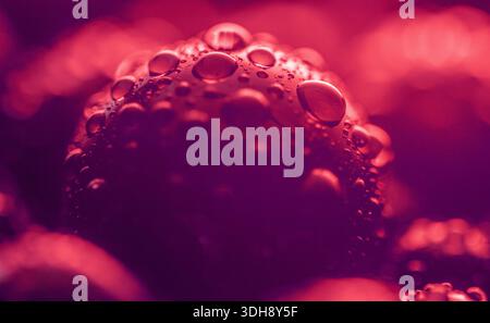 A close up of a red liquid with many small droplets. The droplets are scattered all over the liquid, creating a sense of movement and fluidity. The im Stock Photo