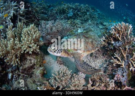 A large Green sea turtle, Chelonia mydas, rests on a coral reef in Raja Ampat, Indonesia. This mellow, widespread sea turtle is mainly herbivorous. Stock Photo