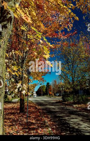 A picturesque autumn day captures a quiet suburban street lined with vibrant maple trees in full fall splendor. Golden yellow, fiery orange, and deep Stock Photo