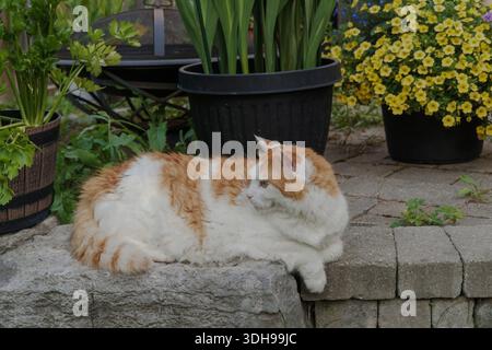 Fluffy orange and white cat relaxing outdoors among garden plants, flowers, and stone patio in peaceful residential setting. Stock Photo