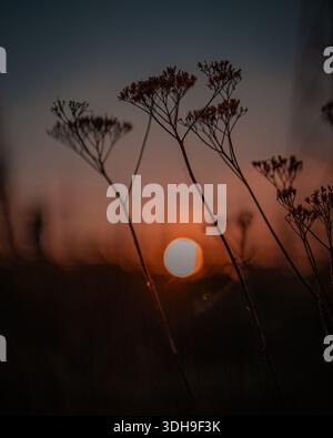 Dusk view of orange blue sunset over field. Silhouettes of dry grass. Low angle of view due dry grass Stock Photo