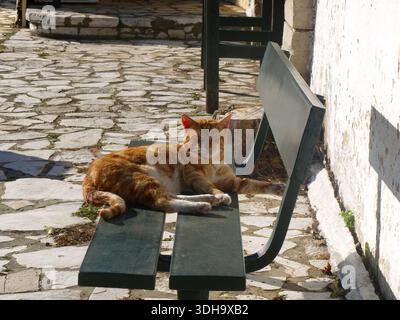 Ginger tabby cat enjoying a lazy day in the spring sunshine in Xanthates, Corfu, Greece Stock Photo