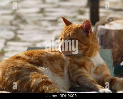 Ginger tabby cat enjoying a lazy day in the spring sunshine in Xanthates, Corfu, Greece Stock Photo